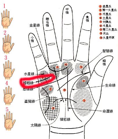 無名指下方橫線|【手相館】掌紋 (生命線、感情線、智慧線、婚姻線、太陽線、火。